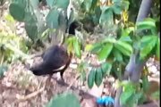 Cruzamento de um galo com uma galinha de angola (guiné) Olha o que deu gente.