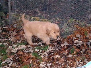 A Golden and a Lab growing up together.