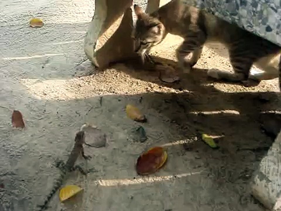Dragon vs tiger
