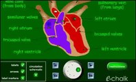B2 Heart, circulatory system & blood