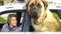 World's Biggest Dog [2015] Giant Huge Dog