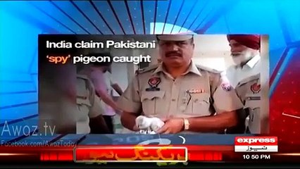 Ahmed Qureshi Classic Chitrol Of Indians On Saying ‘We Caught Pakistani Spy Pigeon’