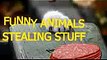 Funny animals stealing stuff Cute animal compilation