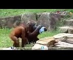 Best funny animals Cutest animals animal acting like humans 3