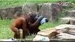 Best funny animals Cutest animals animal acting like humans 3