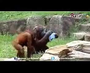 Best funny animals Cutest animals animal acting like humans 3