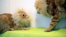 親子で猫ライオン Lion Cat Parent and Child