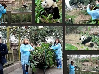ADOPTING A PANDA IN CHENGDU