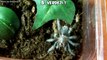 Handling 3 Mexican Rose Grey Tarantulas + hunting (Brachypelma verdezi) [Inferion7]