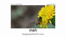 Learn Hungarian with Video - Hungarian Vocabulary for Insects Doesn't Have to Bug You Any Longer!