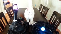 Virtual Reality For Cats - Project Holocat