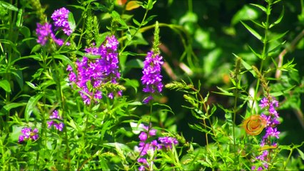 البحر والصيف