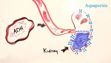 Dlaczego chce nam się siku po piwie i kawie...?