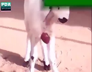 -سُبحَان اللہ اس بکری کا دل جسم سے باہر ہے پھر... - عجیب اور حیران کن ویڈیو-