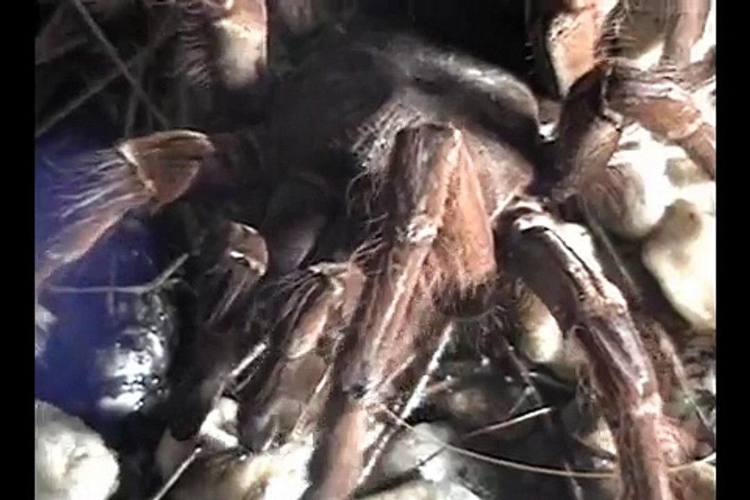 Theraphosa blondi