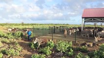 Donkey Sanctuary Bonaire - Nieuwe voerplaats - New feedingstation