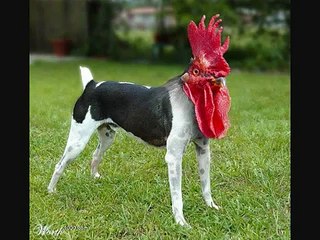 Weird Looking Animals