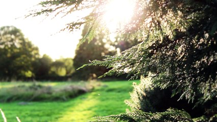 Celtic Dreams - DM Kruger - Ancient Night