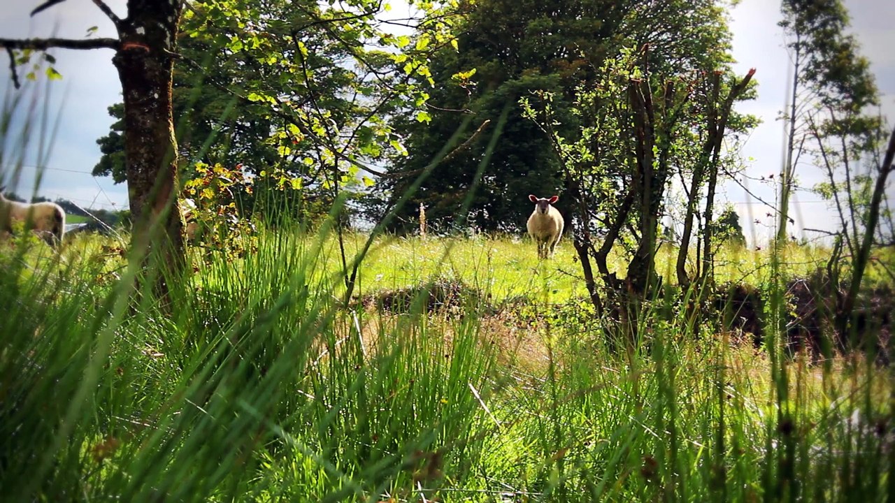 Celtic Dreams - DM Kruger - Calling The Green Man