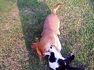 Lotta tra cane e gatto... Pollon & Camo