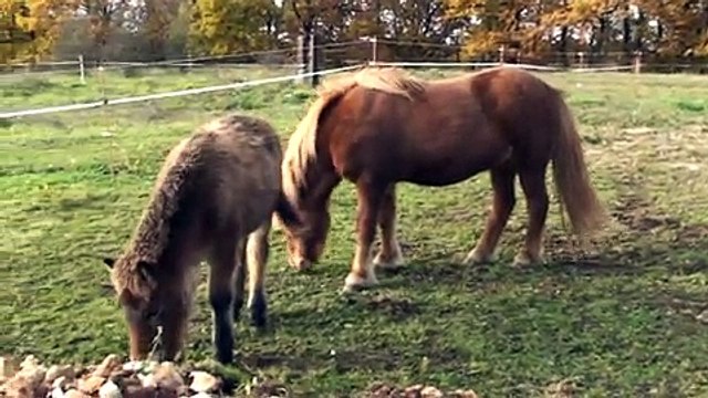 PARCS D HIVER JUMENTS ET POULAINS ISLANDAIS-DOMAINE DE RABREUX-129