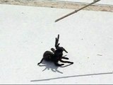 España-Benissa: spider attack, el ataque de araña agresiva,  schwarze Spinne im Garten