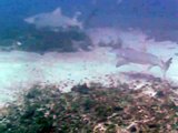 Lemon Shark Migration in Jupiter diving with Jupiter Dive Center