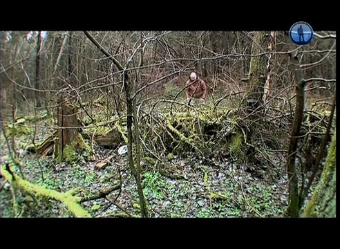 Тимофей Баженов, передача про Белого Лиса.