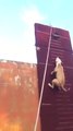 pit bull Running Vertically on a wall