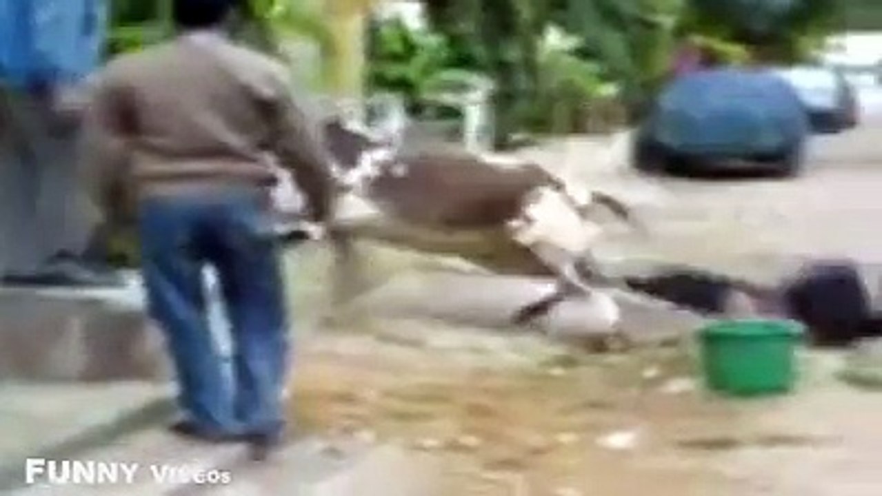 animals fun