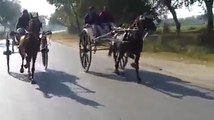 charsi wachera vs kala malang horse try