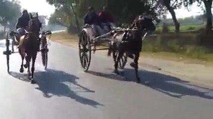 charsi wachera vs kala malang horse try