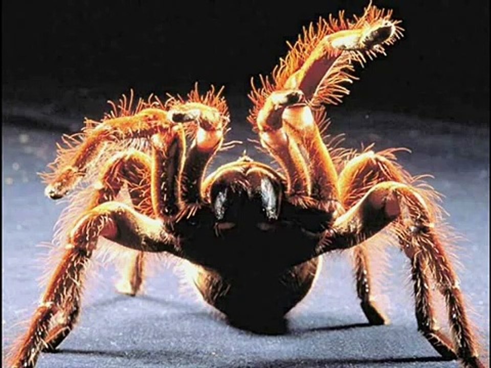Goliath Bird Eating Tarantula Slideshow