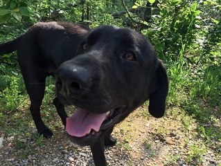 Deer Plays Chase With Nervous Dog