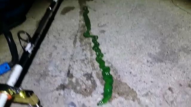 So weird sea creature with so long tongue : green nemertean