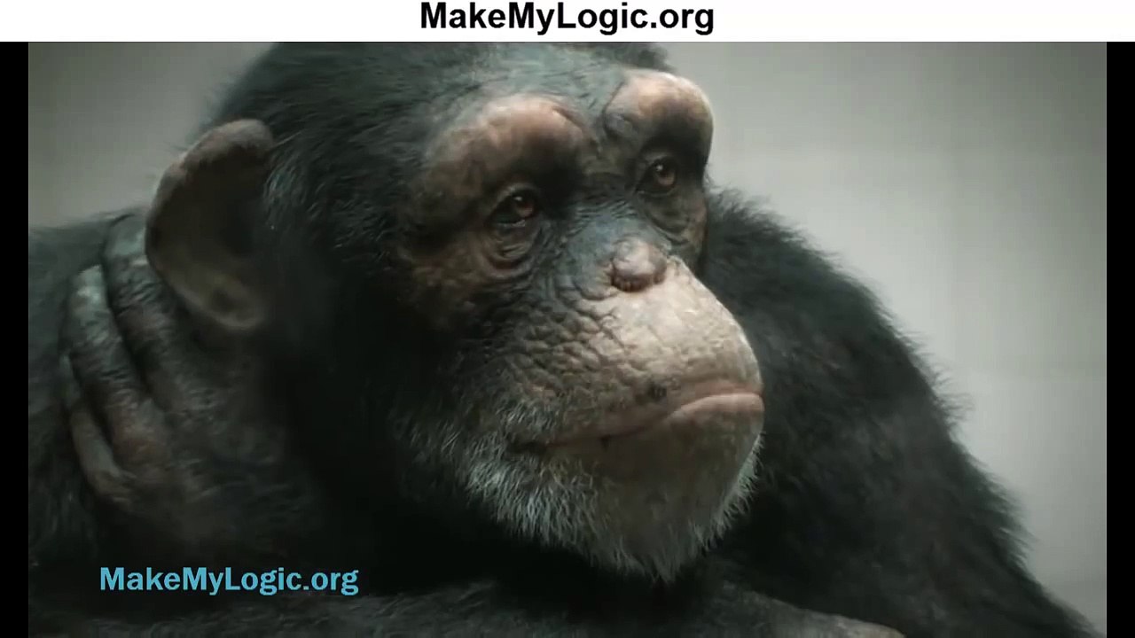 Chimpanzee Shoots Himself With a gun