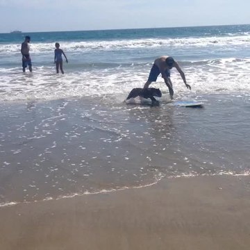 Wakeboarding Bulldog demonstrates impressive skills