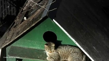 Ansal Highland Park Resale