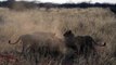 Lions vs Aardvark with aardvark distress call