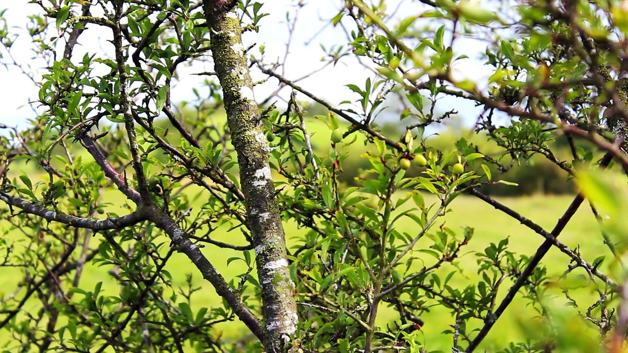 Celtic Dreams - DM Kruger - The Road Home