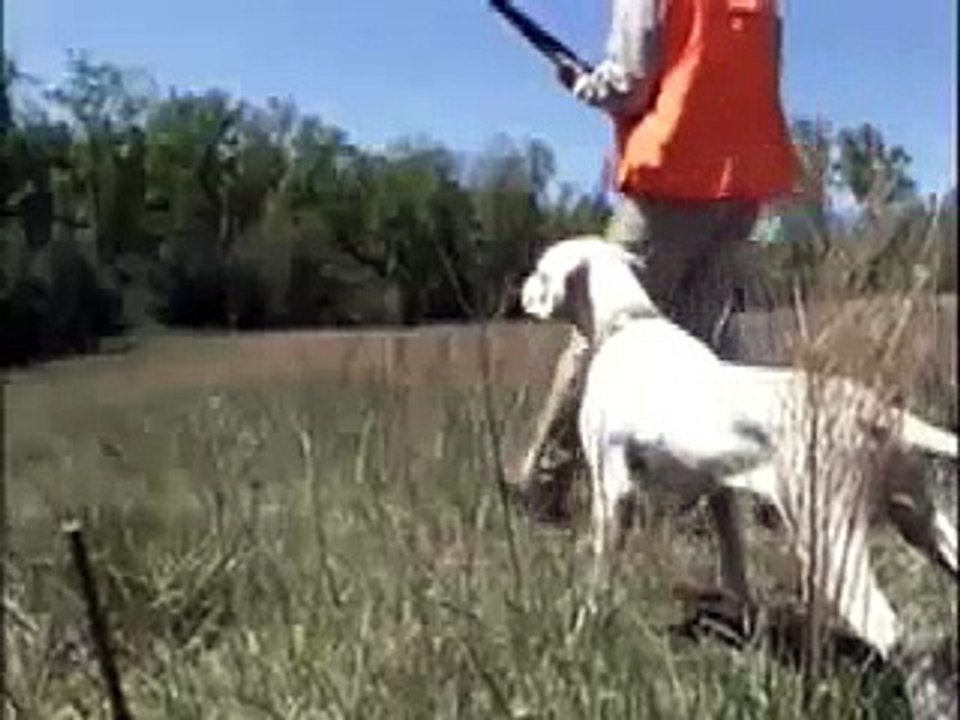 Pointing dogs in Action Sample