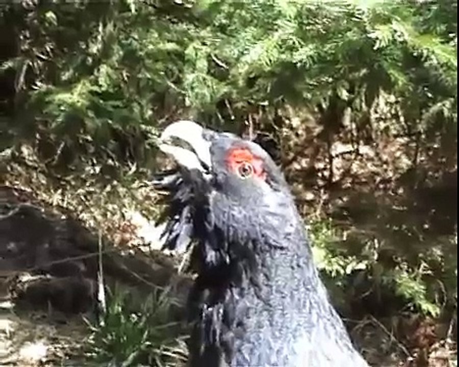 Divji petelin (Tetrao urogallus) - Wood Grouse, Heather Cock or Capercaillie