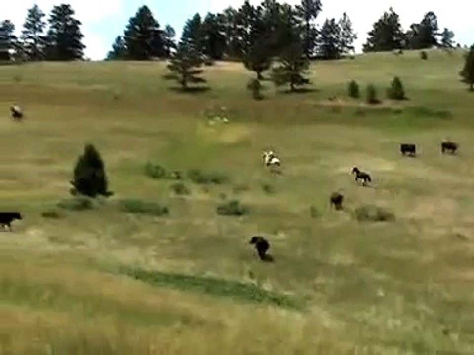 All the Pretty Horses