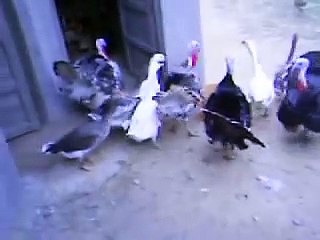 turkey fight خناقة ديك رومي