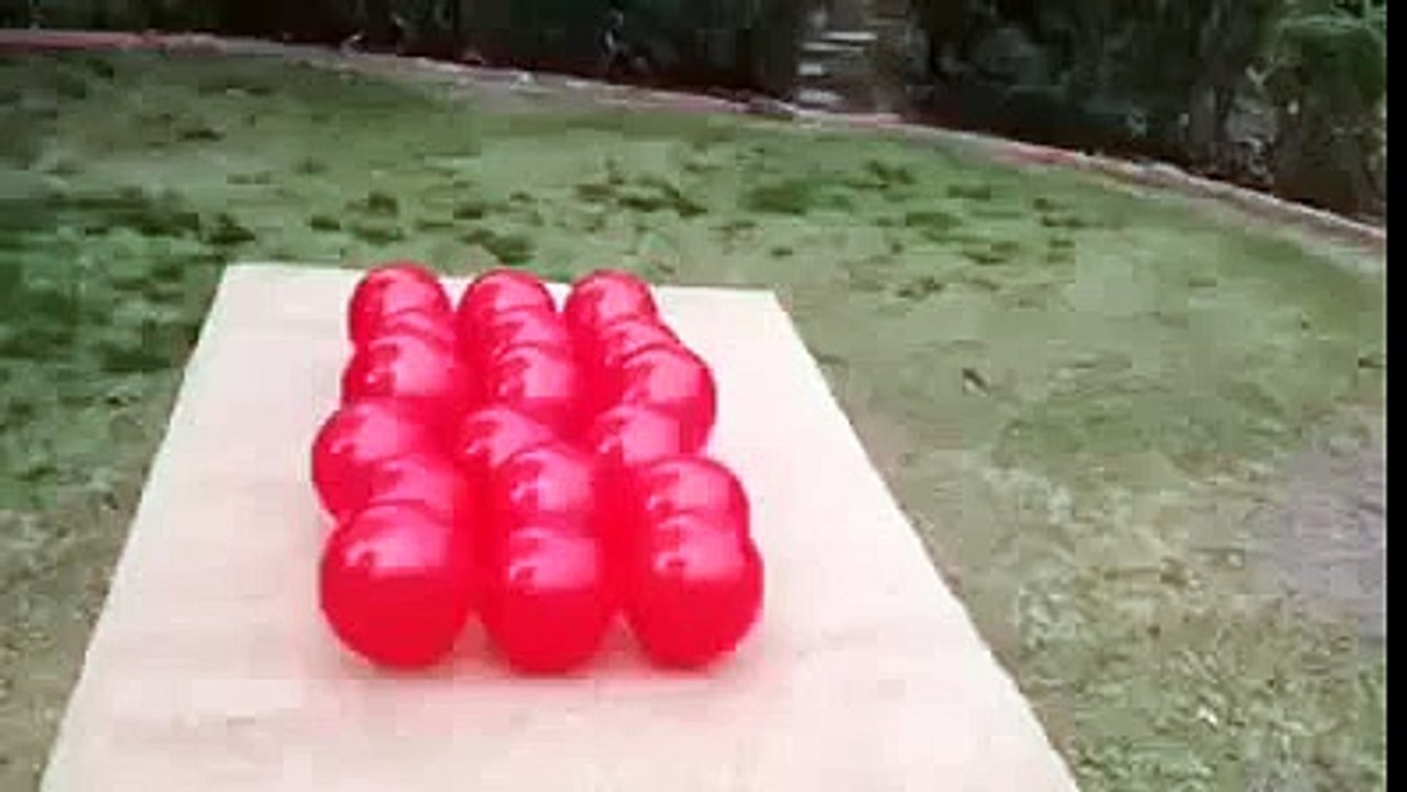 Small dog vs balloons
