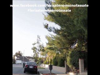 Il pronto intervento nel mondo felino...