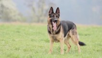 Alman Çoban Köpeği (Alman Kurdu)