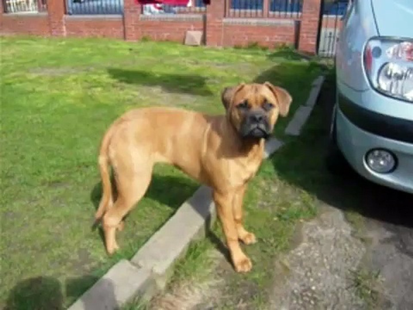 10 month old bullmastiff