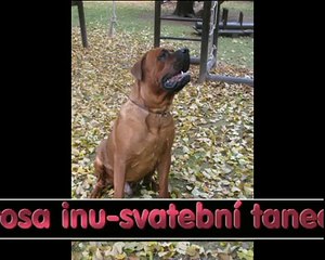 tosa inu- nevěsta a ženich