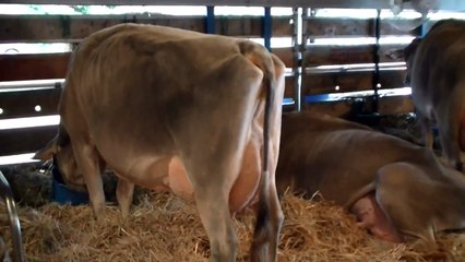 2009 World Dairy  Expo Brownswiss cow